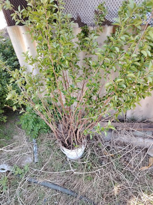 Продам корни вишни