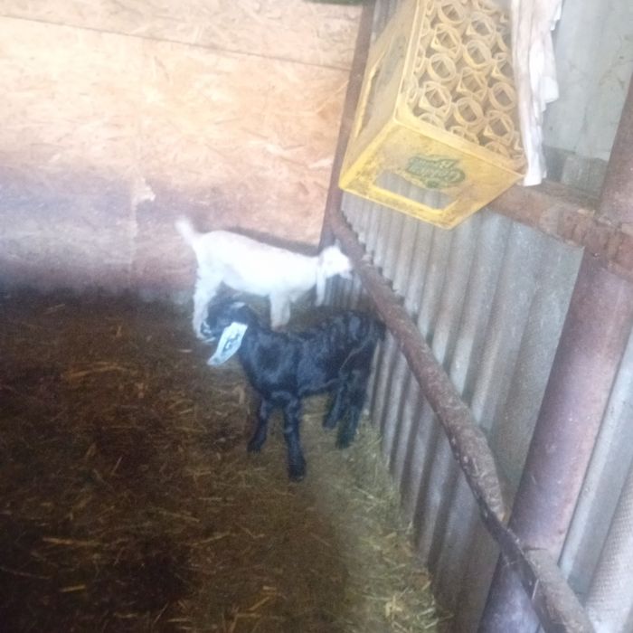 Ieduț de vânzare din capră foarte bună de lapte cel negru l