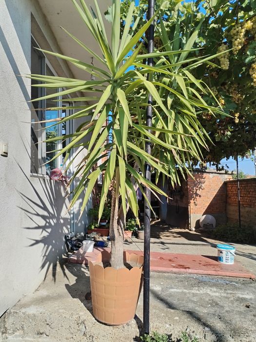 Палма, цвете, Юка