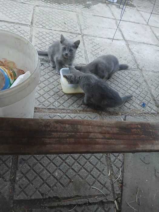 Късокосмести британки