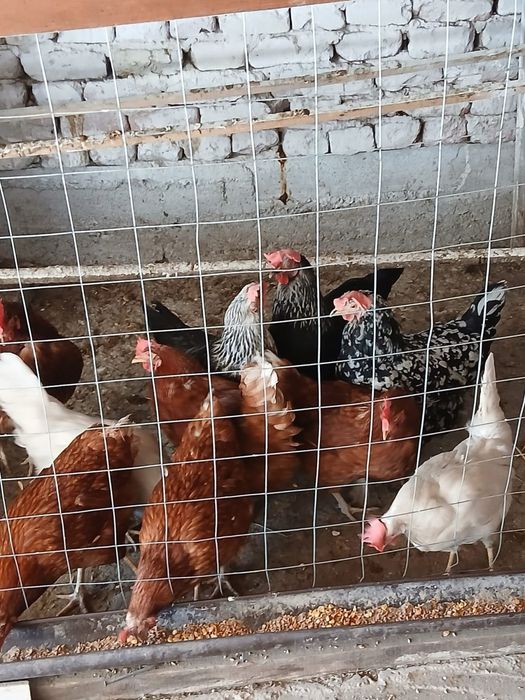 Продават се здрави и гледани кокошки, които снасят яйца.