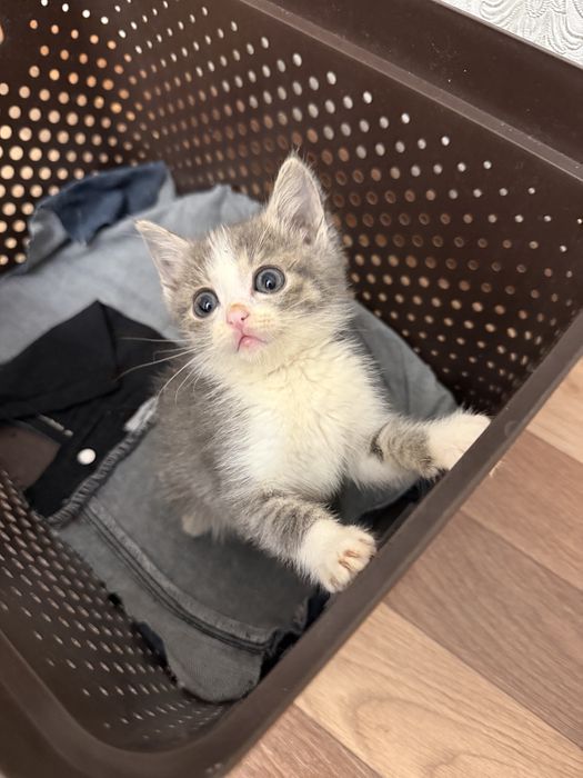 Котенок ищет свою семью