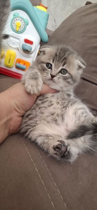 Вислоухие Британские котята