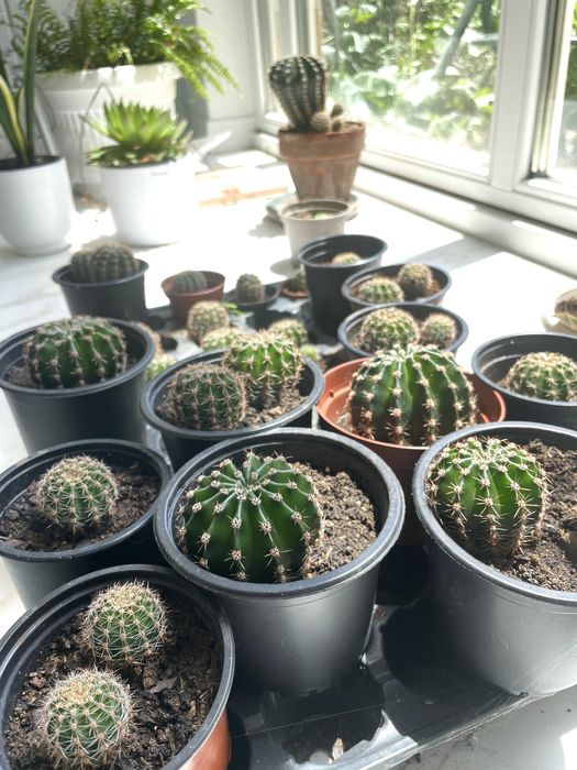 Различни кактуси в саксия по избор. Кактусите са цъфтящи.