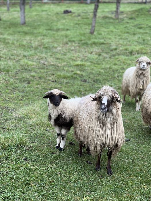 Oi bune pentru paste