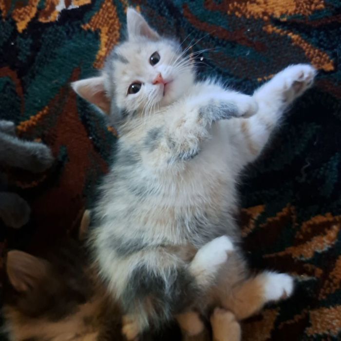 Котятки скотиш страйт