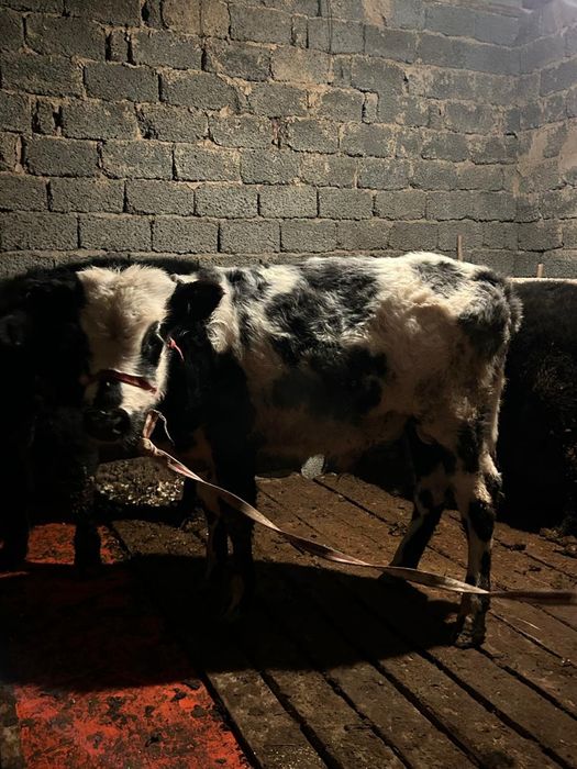 Туркестан сиыр өгізше