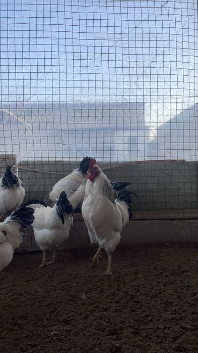 адлер кораздар сатылады