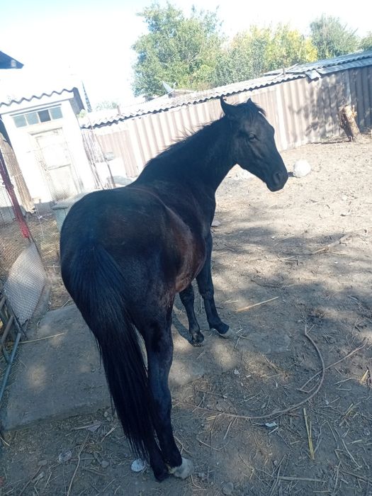 Продам лошадь девочка