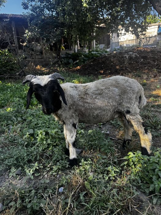 Quchqor sotiladi