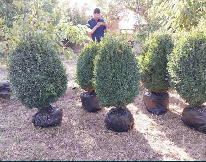 Gazon ekish va o'rish xizmati 17000 min