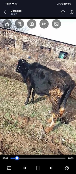 Продам корову беременая