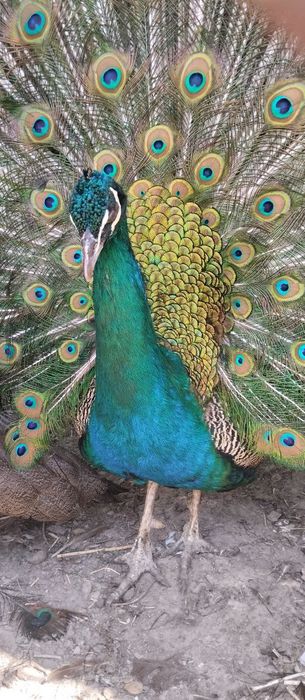 Tovuslar 1ta erkak 3 ta makyoni bor 200$.Makyoni 100$