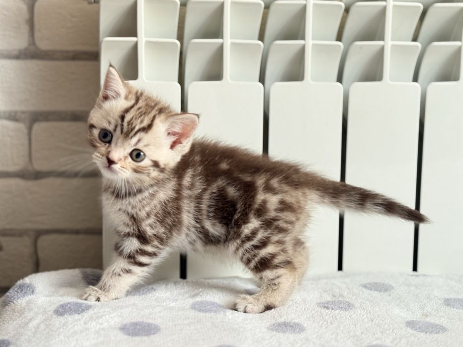 Продам британских  котят