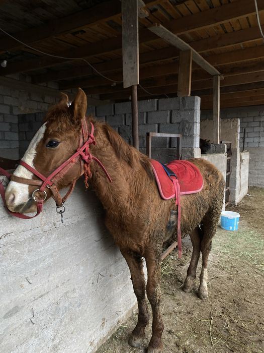 Тай сатылады срочно