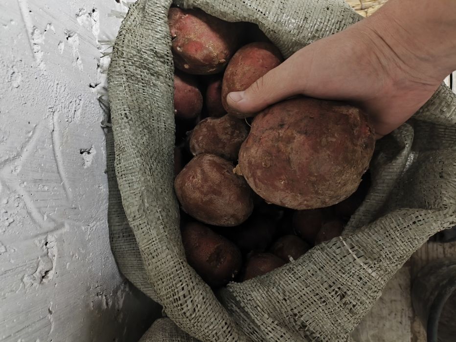 Картошка домашняя