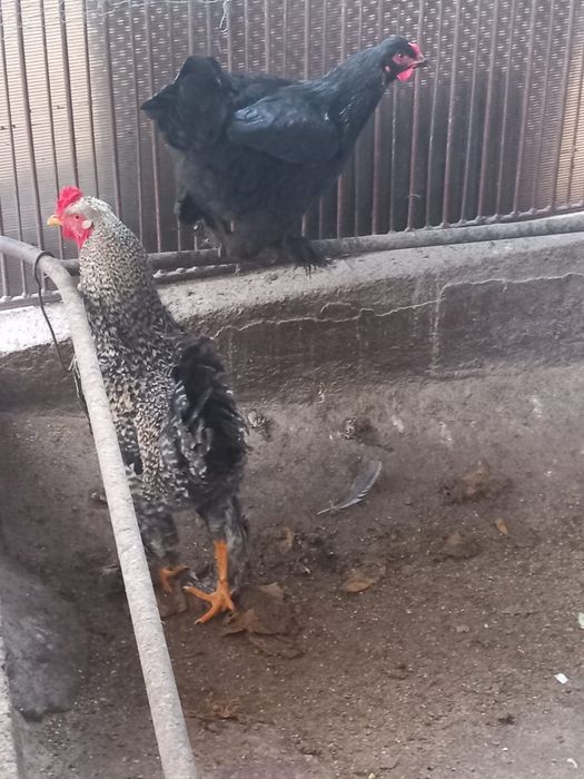 Cocos și găină frumoase