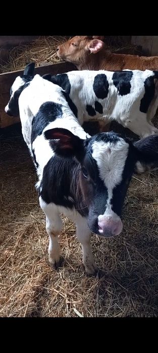 Vițele de Ținut sugare