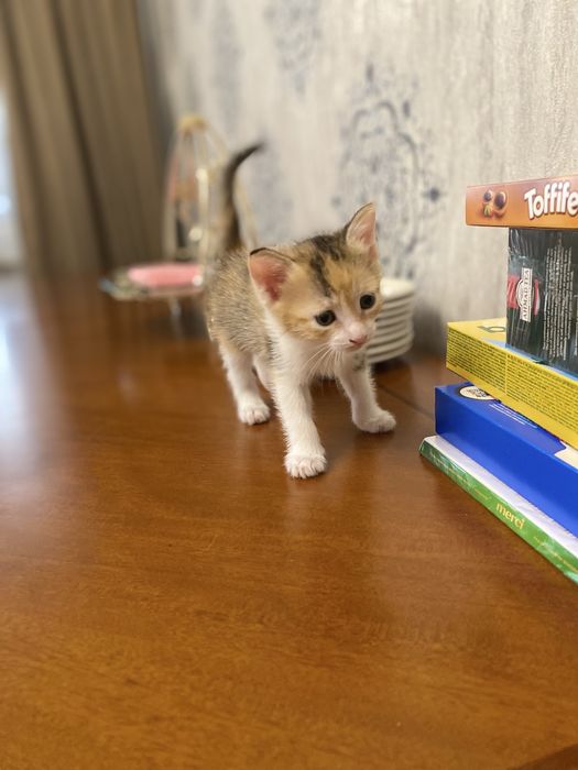 Марғаулар сатылады. Бір данасы 5000 тг