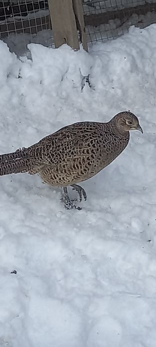 Продам  самка Қырғауылдын мекеннің сатамын