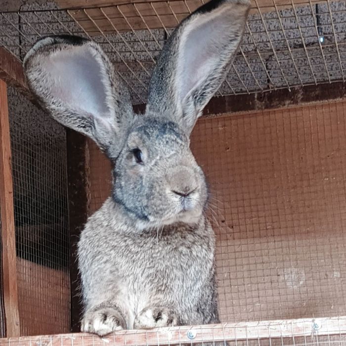 Quyon sotiladi nasli tozza, otasi flandir