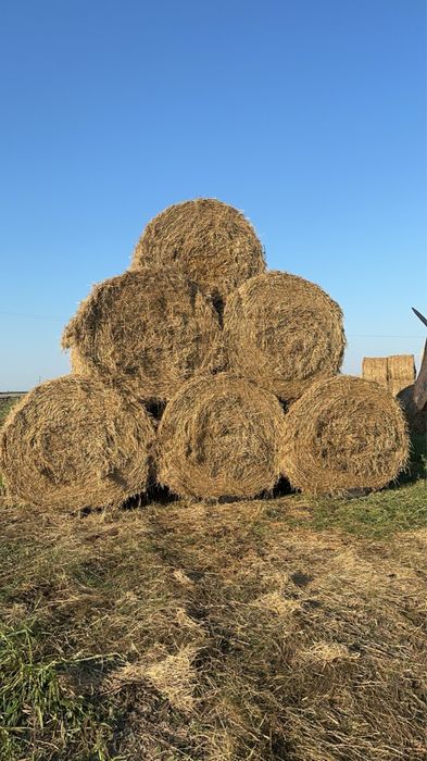 Baloti de fan, paie, trifoi, ovaz