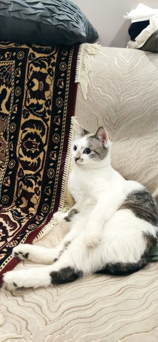 Потеряли кота белого Барсика