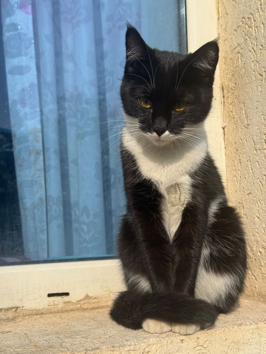 Кошка в добрые руки