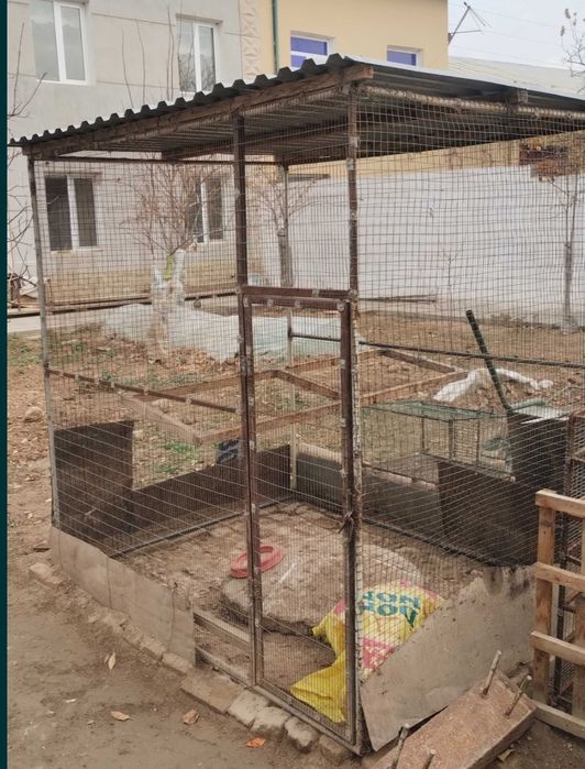 Tovuq katak zakazga yasab beramiz