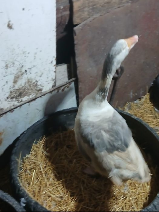 Продам гусака, гусак