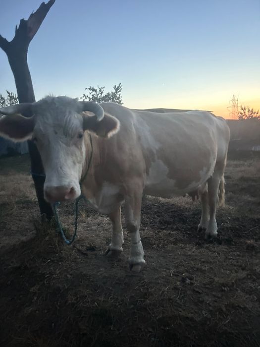 Vind vacă  cu vițel  lângă ea