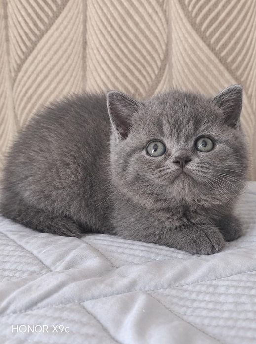 Продажа британских котят