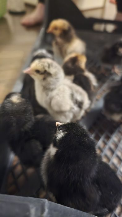 Цыплята суточные