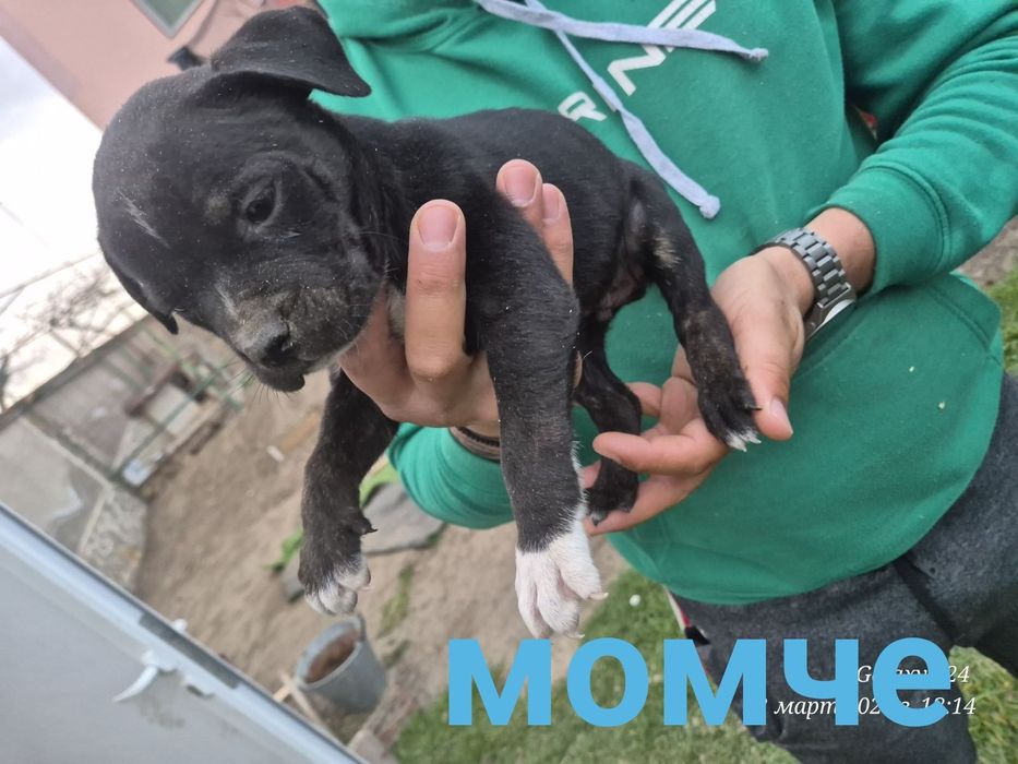 Малки чистокръвни сиви Питбули