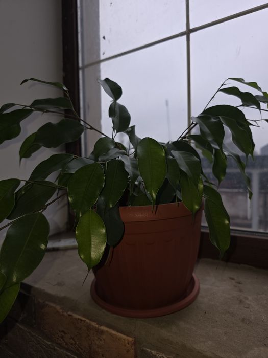 Фикус Бенджамина