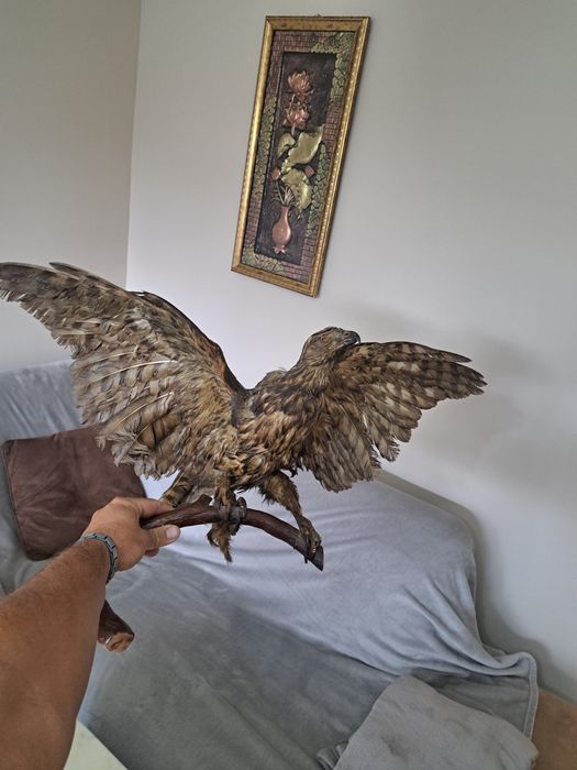 Продавам препарани птици