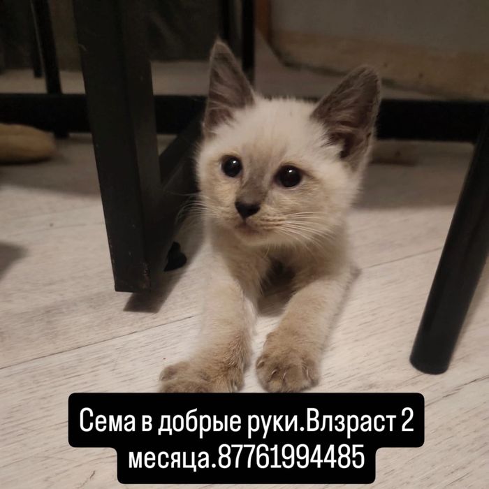 Котенок в добрые руки