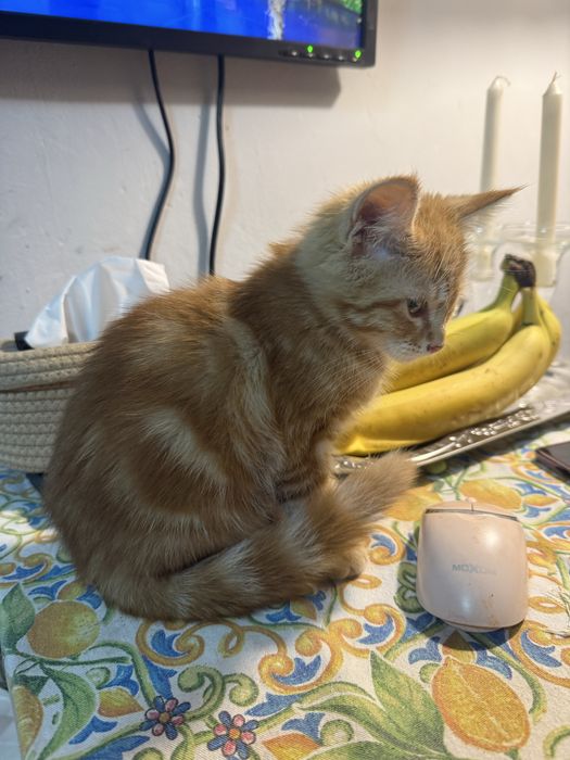 Отдам котенка в хорошие руки