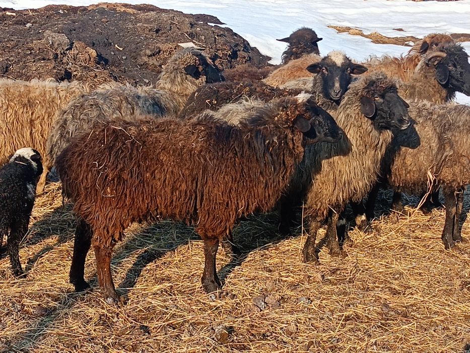 Продам овечек на развод.