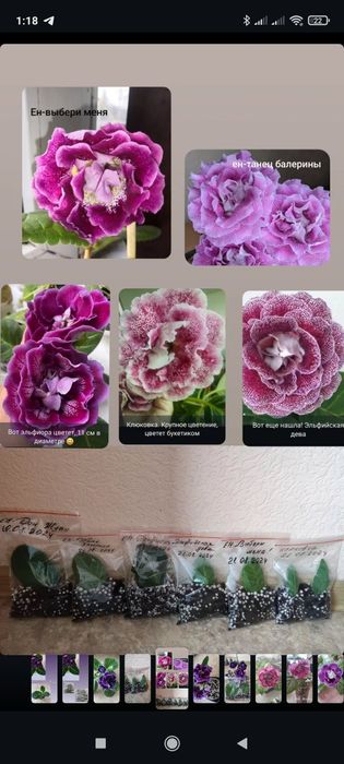 Глоксинии сортовые Комнатные растения