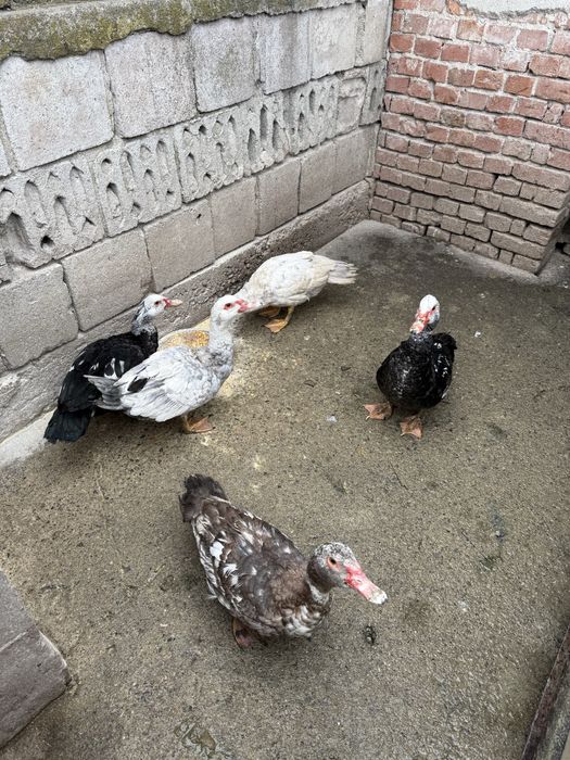 Rațe mute de vanzare!