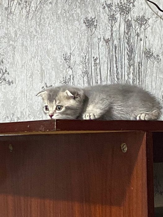 Котята полтора месяца