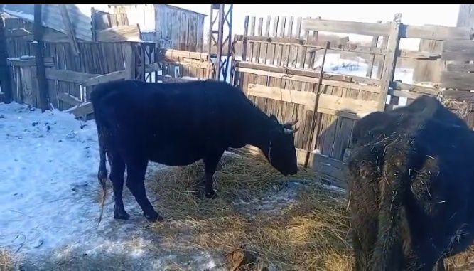 Продам глубокостельных коров