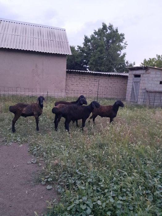 4 кошка бар 1.5 жасар