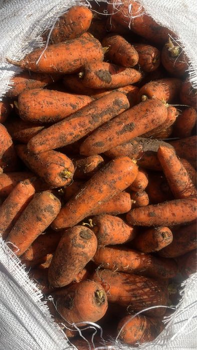 Продам морковь