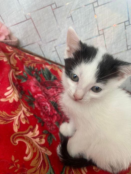 Котята в добрые руки !