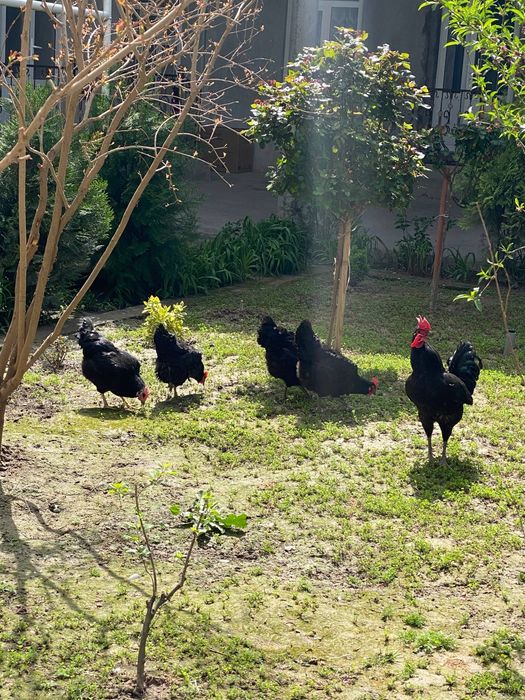 Qora shahzoda tovuqlarining tuxumlari sotiiladi!