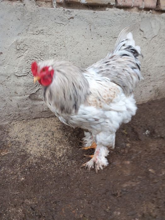 Петли за продажба