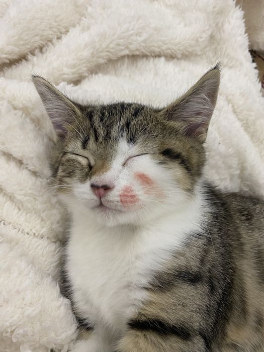 кошка 3-4 месяца