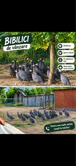 Bibilici si rate de vanzare